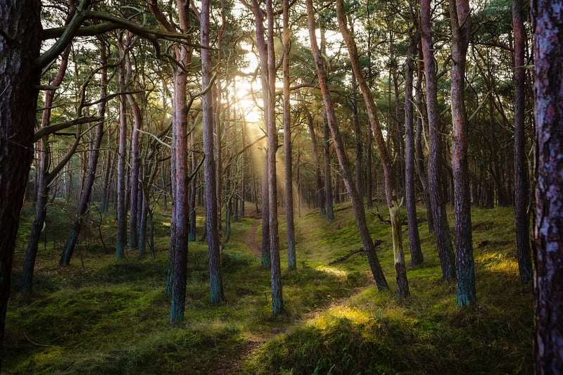 Dreamlike Forest